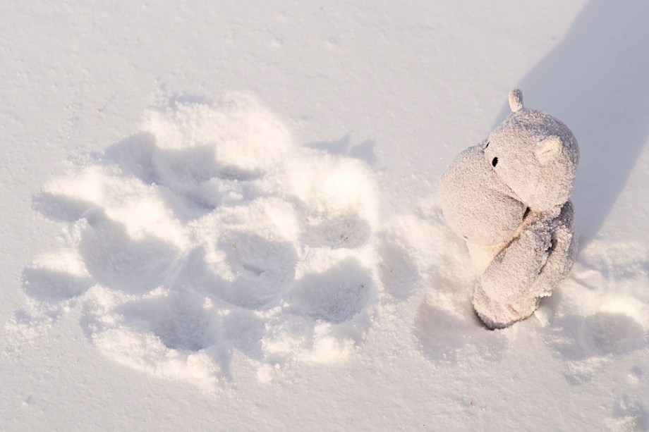 Snow Hippo