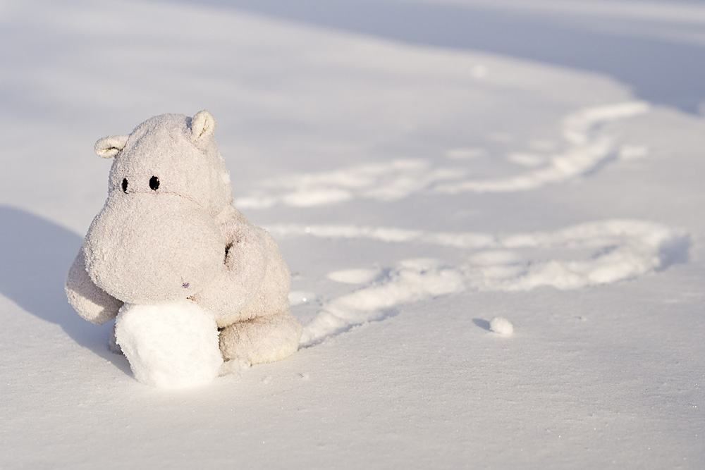 Tiny Hippo Makes Snowman