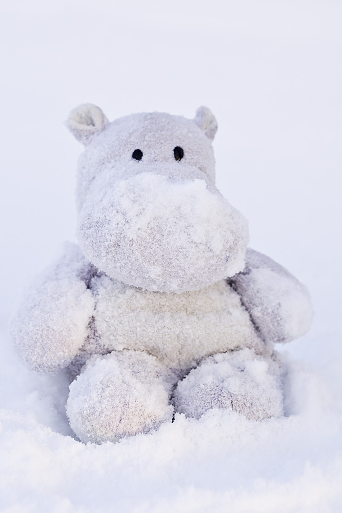 Tiny Snow Hippo