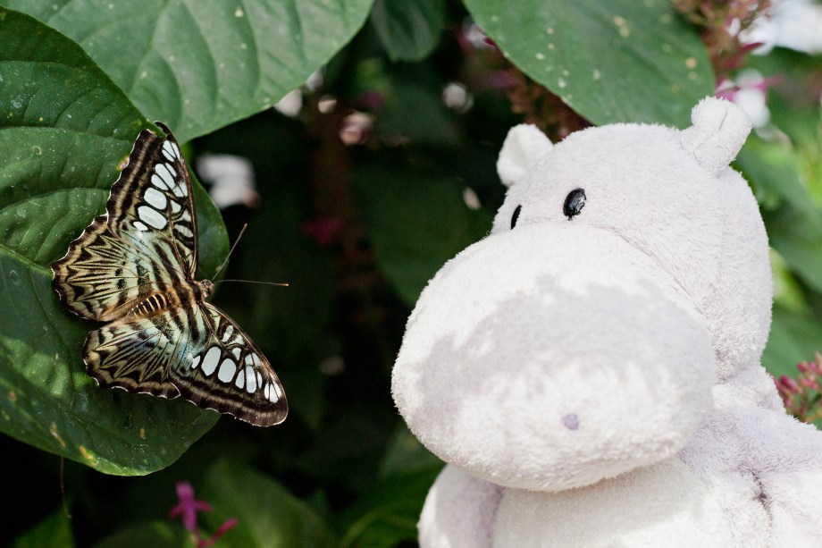 To end my visit, I sat quietly with this fellow, he seemed rather tired, I was not sure why, the butterflies seemed to think that was normal for his kind, whatever, that means