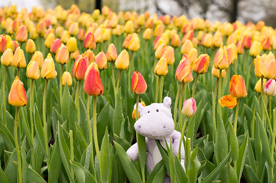 The Tulips may have still been wet from the rain but they still made for a great place to frolic gleefully, as only Tiny Hippo's are known to do 