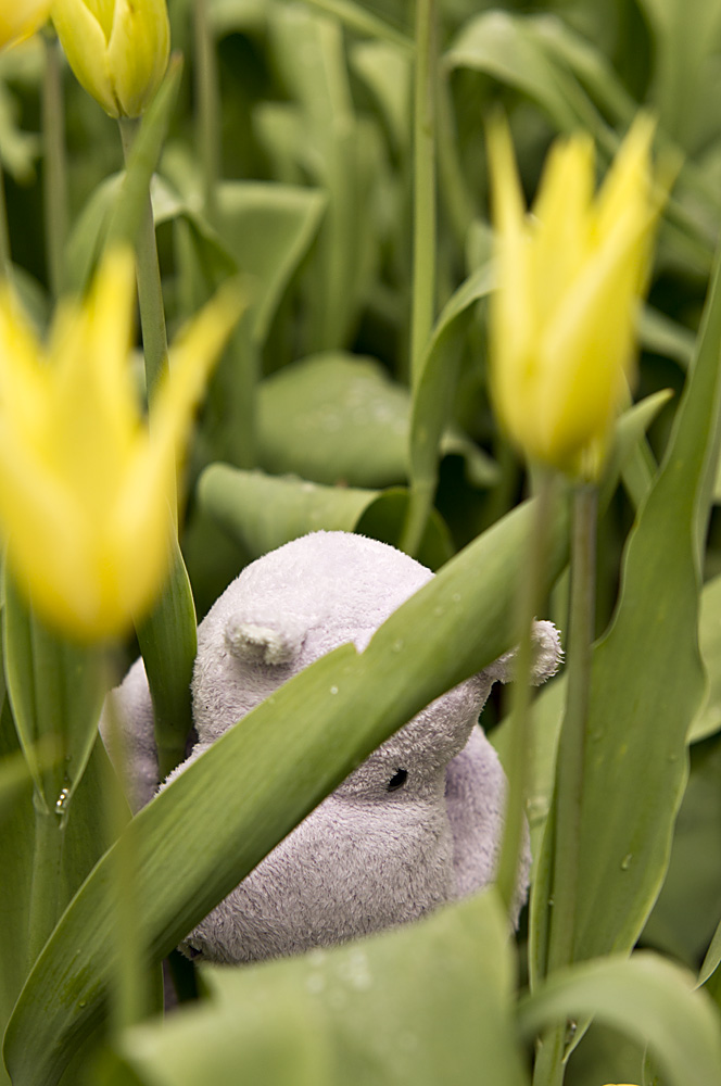 The tulips of Pella are very exciting, you will be all tuckered out at the end of your visit