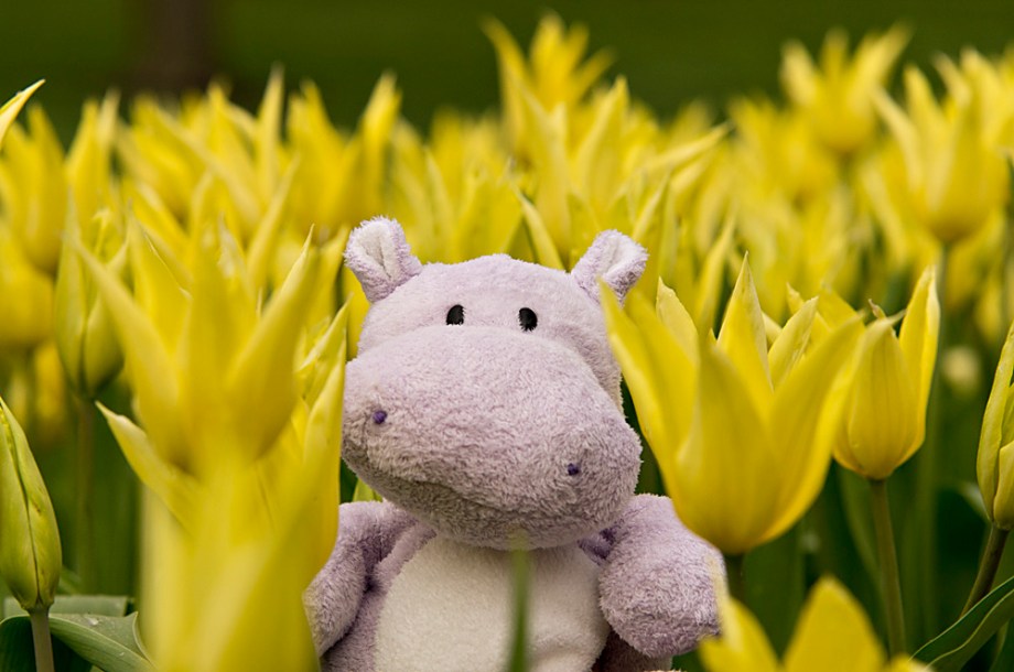 I am indeed a Hippo who is smitten over spring tulips