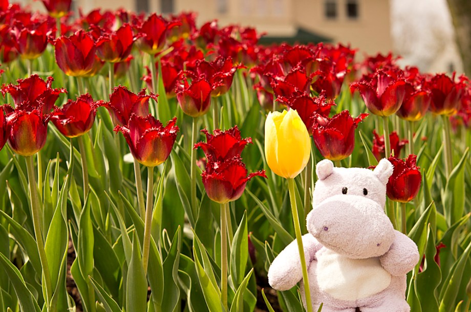 There was even this one lone yellow tulip in a sea of red