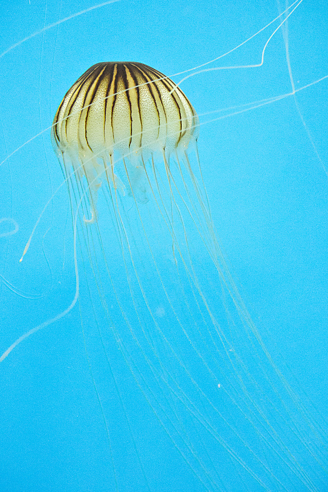  Northern Sea Nettle or  Chrysaora melanaster  is a delicate looking jellyfish