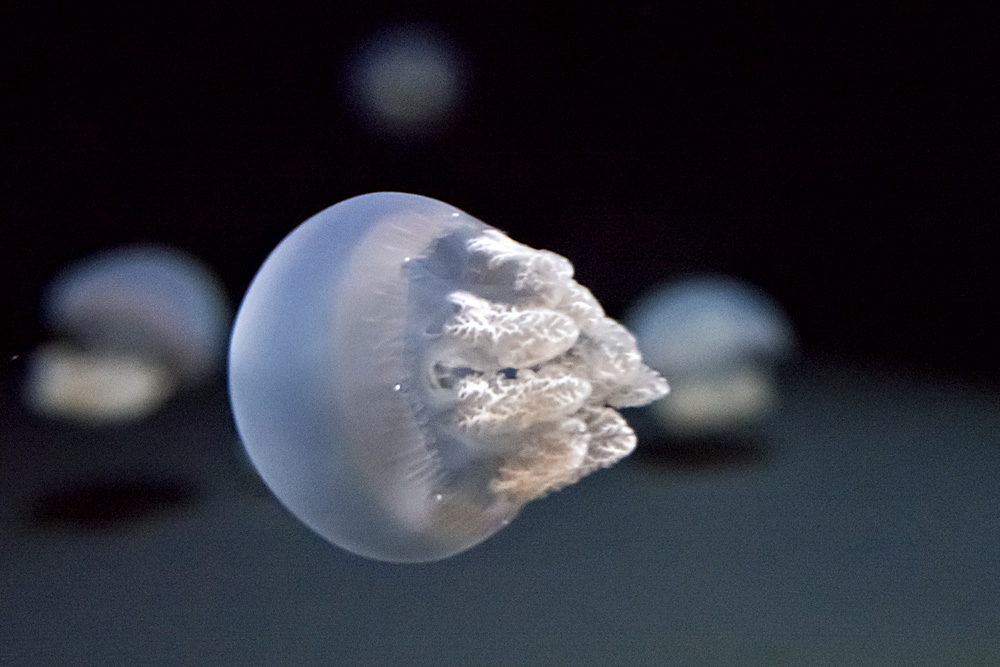 blue Blubber Jellyfish