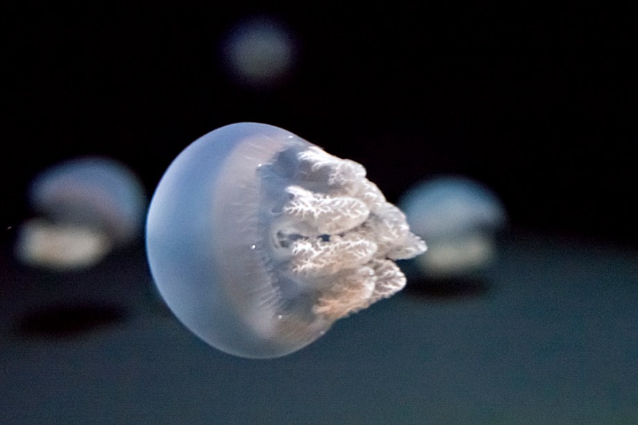 blue Blubber Jellyfish