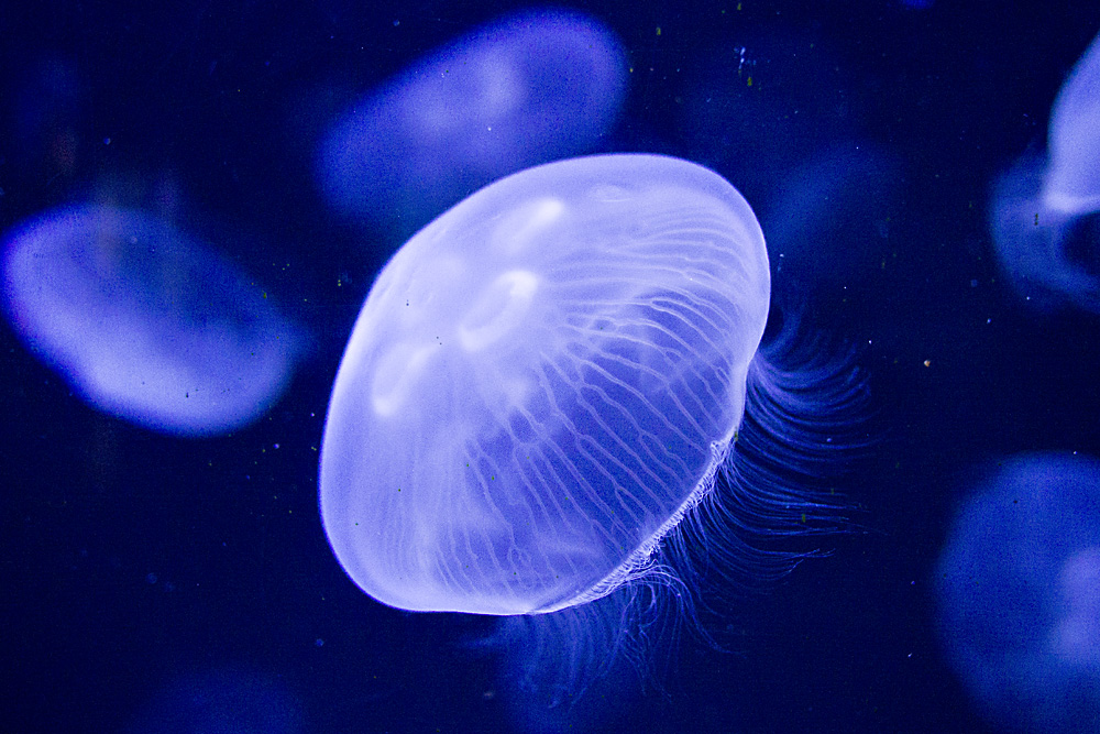Blue Moon Jellyfish