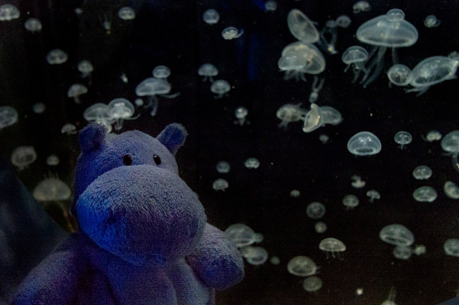 These little guys are Aurelia aurita better known as Moon Jellyfish. Fun fact: When deprived of food, they can shrink to 1/10th of their size to save energy. 