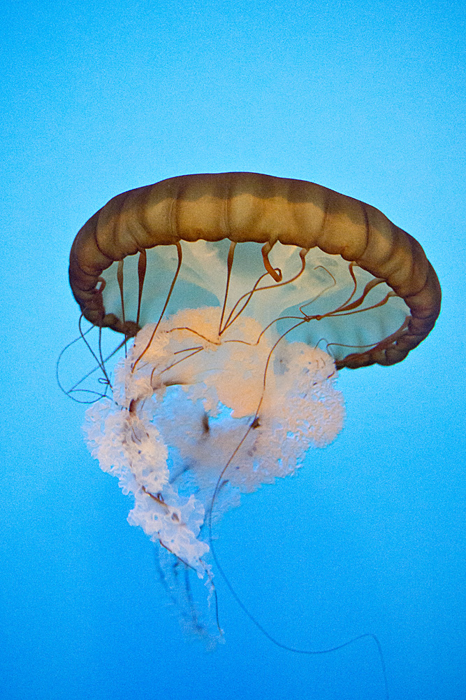 Pacific Sea Nettle