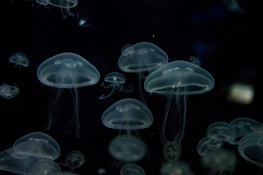 This cluster of Moon Jellies seemed to pose for a family portrait as I was admiring them