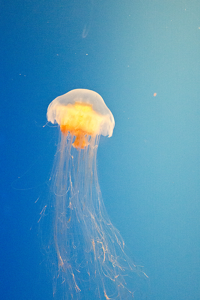 This gentleman is perhaps a Lion's Mane Jelly?