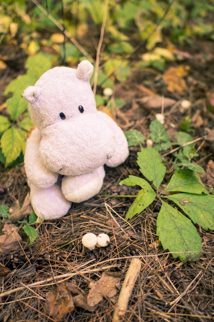 Gem Studded Puffball with Tiny Hippo