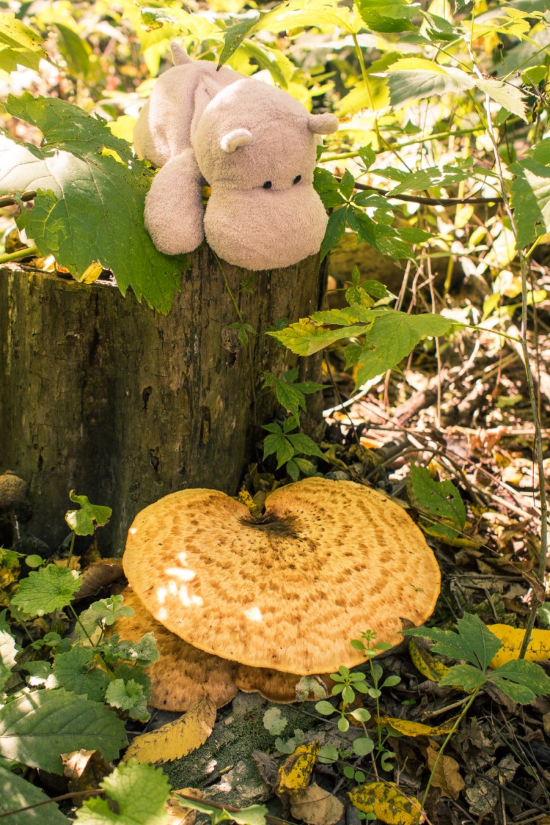 Huge Yellow Shelf Mushroom