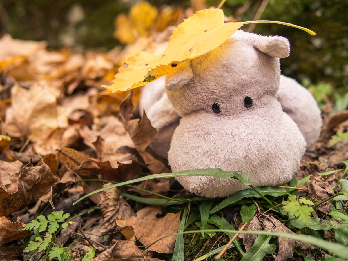 Tiny Hippo Hunts a Fern