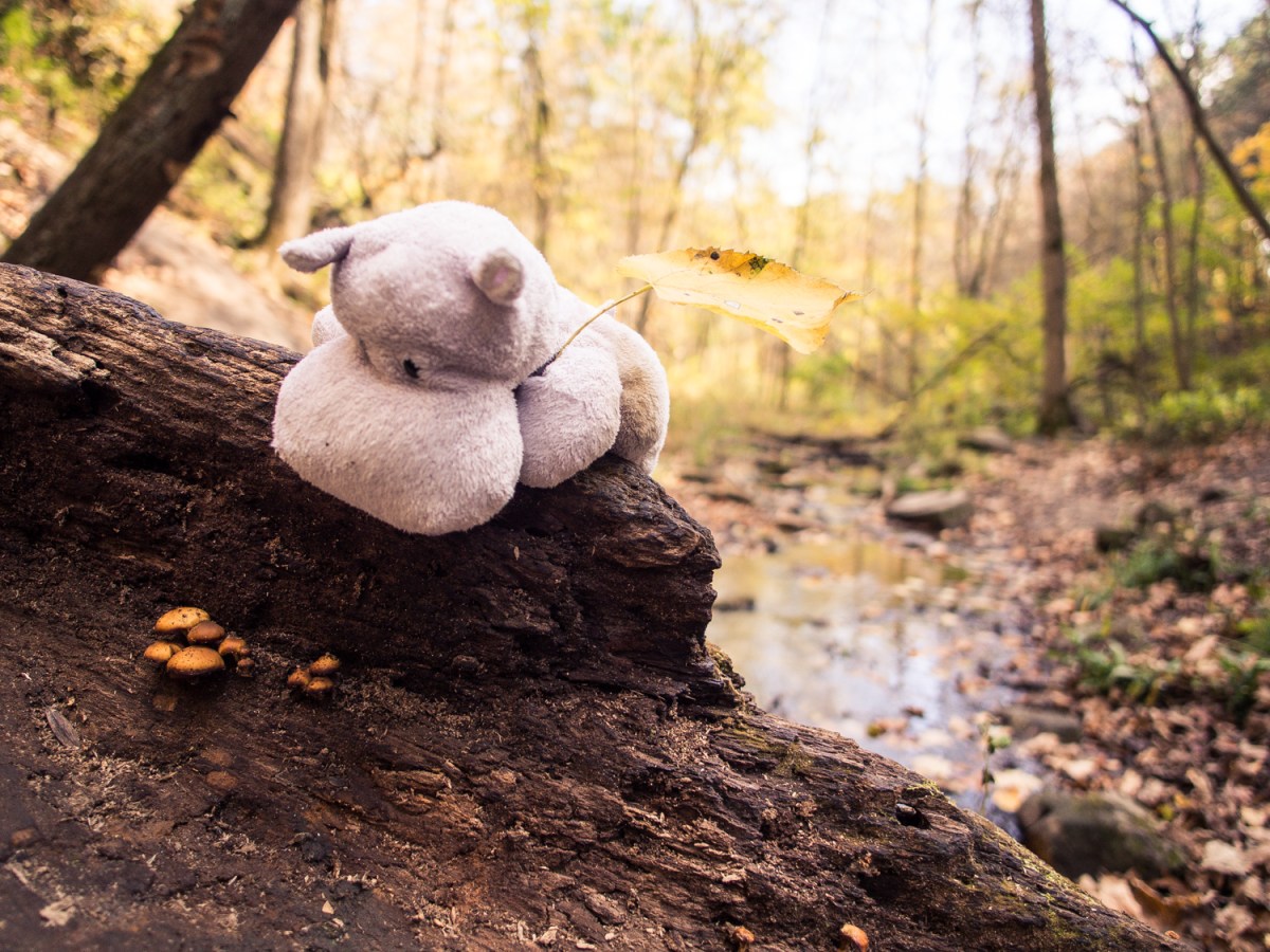 Tiny Hippo with Mushrooms