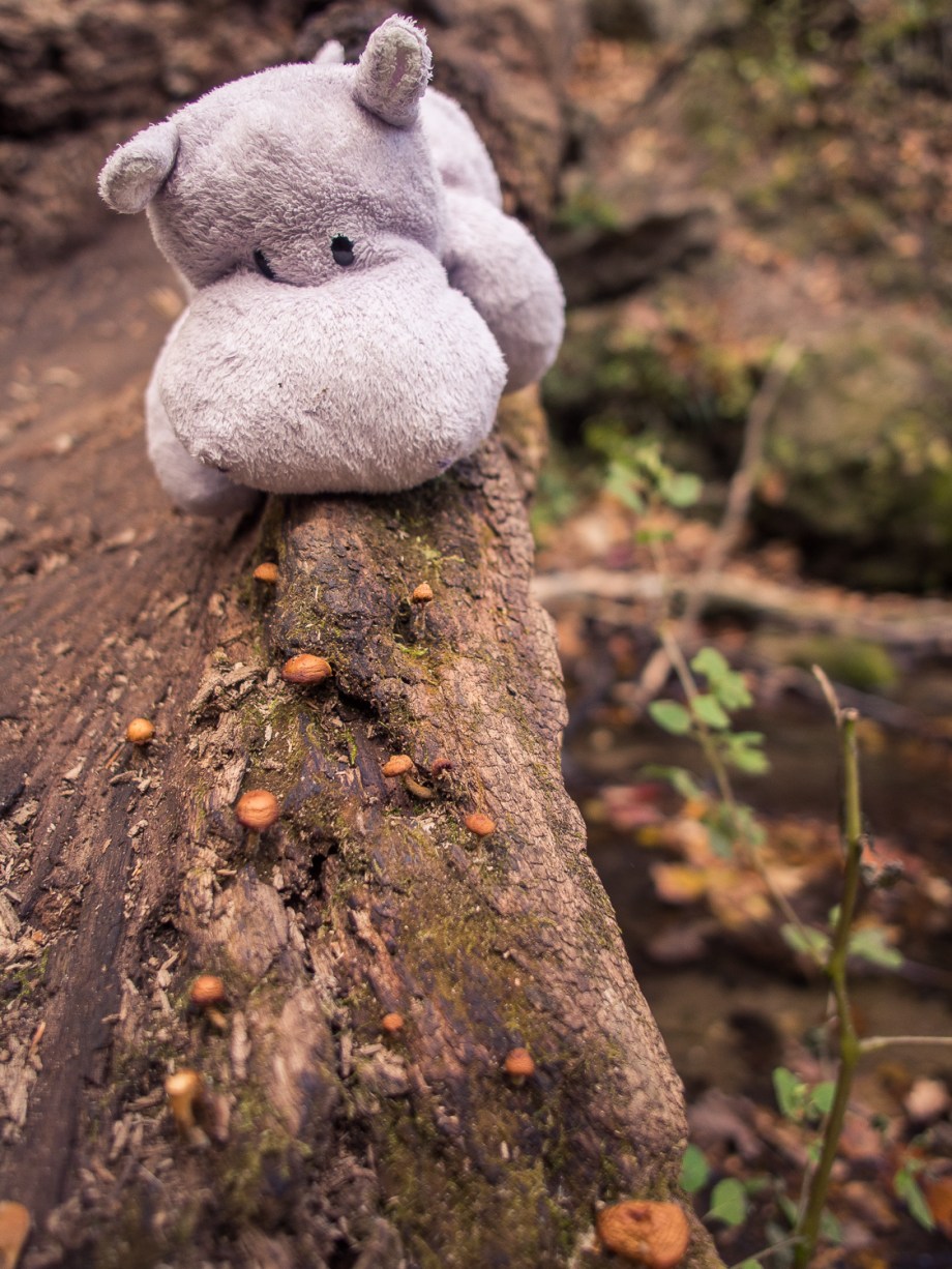 Tiny Brown Mushrooms on a Log