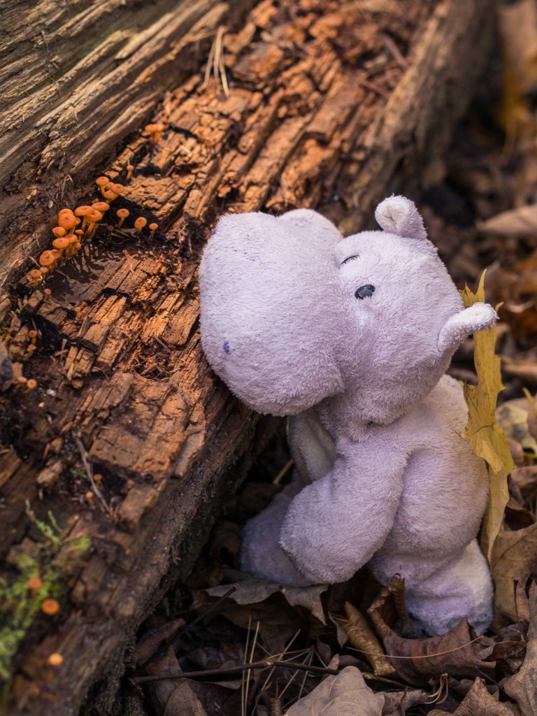 Tiny Brown Mushrooms and Tiny Hippo
