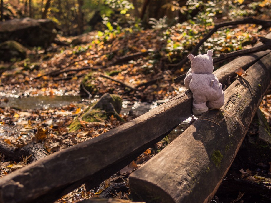 Tiny Hippo Crosses the Stream