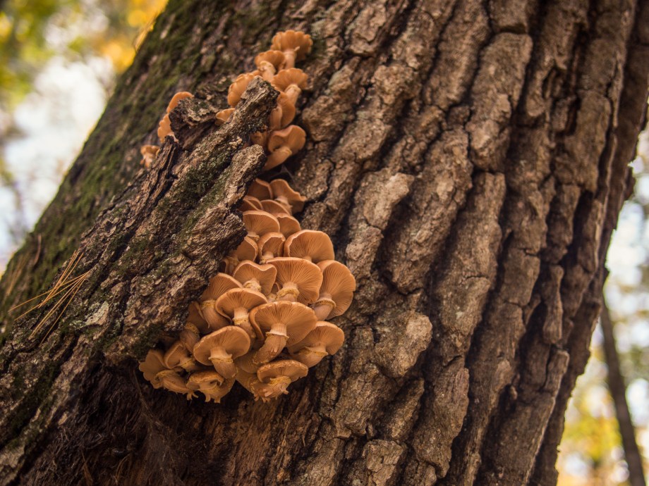 Mushrooms Bursting from Tree Bark