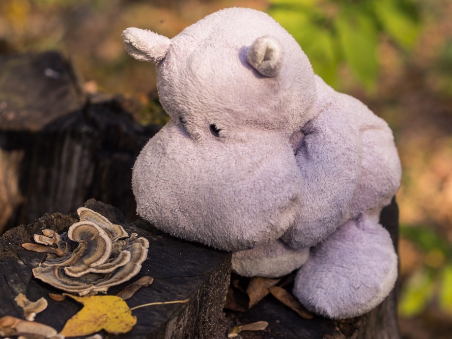 Turkey Tail Mushrooms