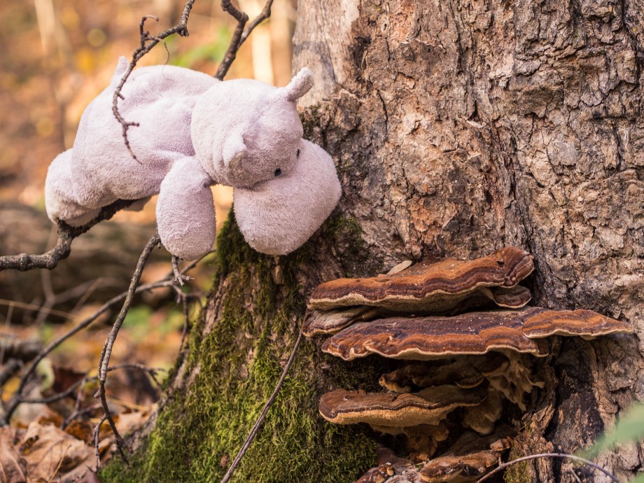 Tiny Hippo and Shelf Mushrooms