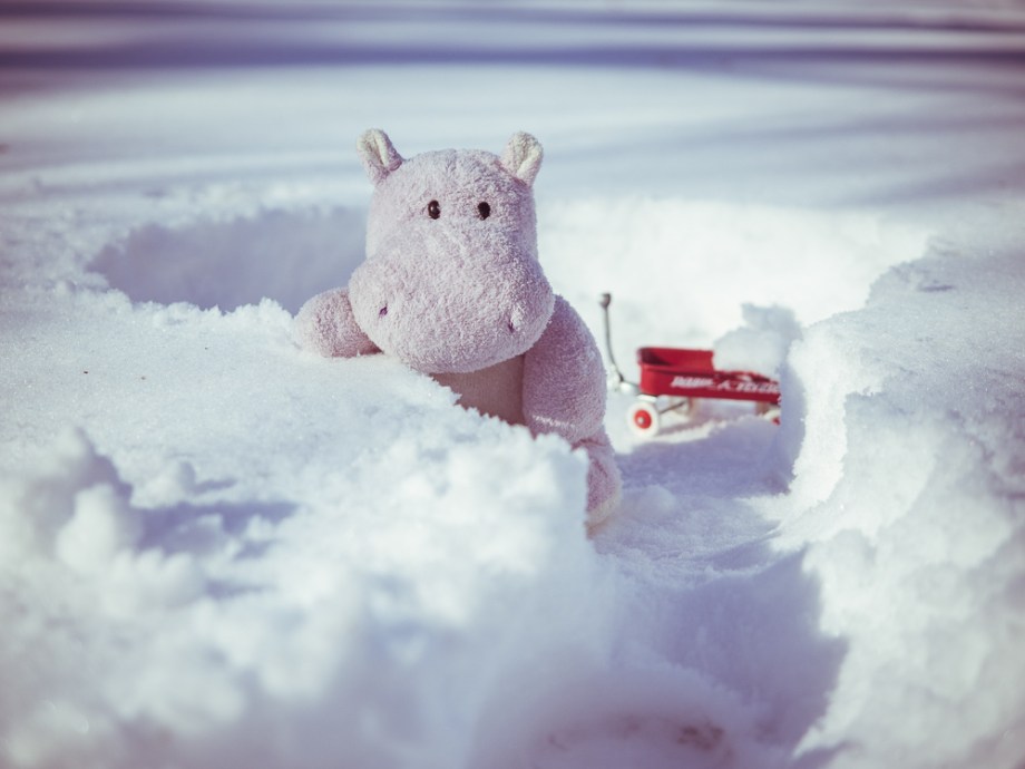 Snow Hippo Getting Ready to Build an Igloo Snow Hippo Getting Ready to Build an Igloo