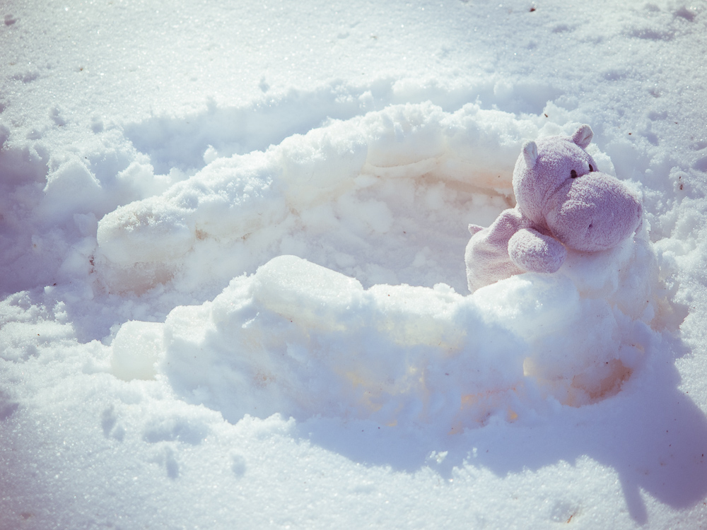 Snow Hippo Constructs Igloo