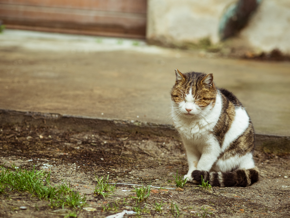 Morning Cat in Ferrara, Italy