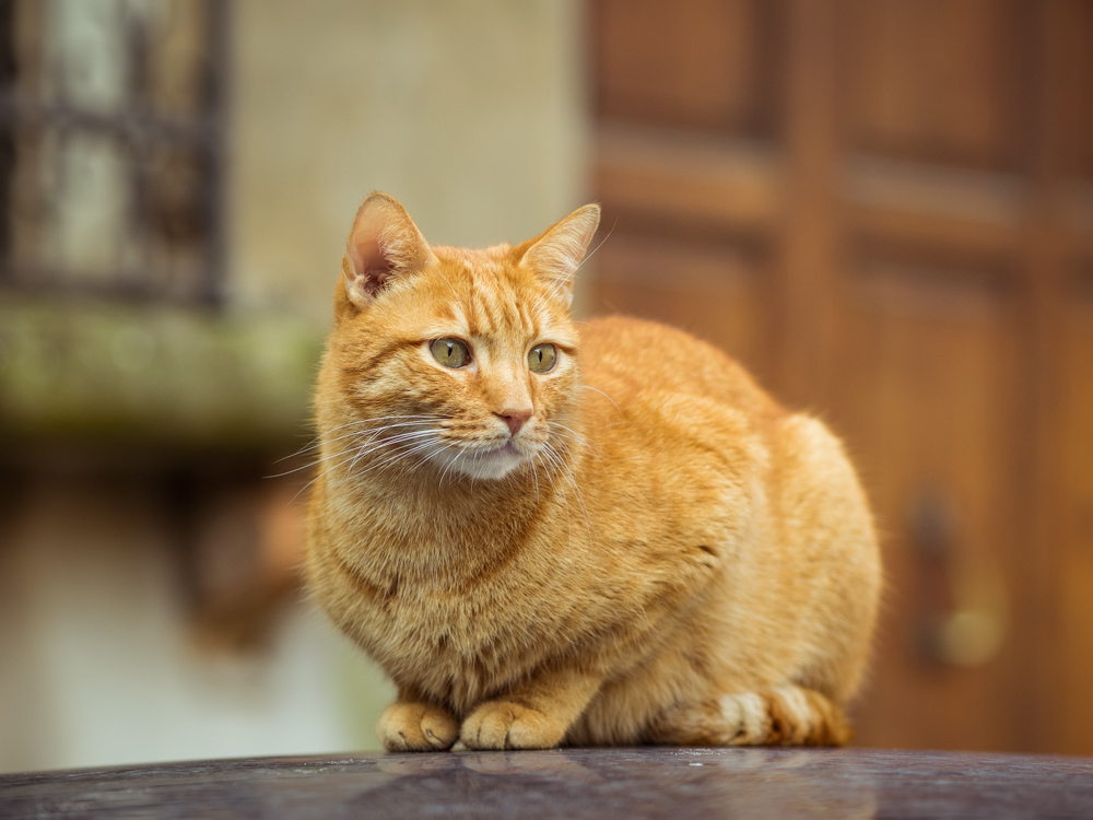 Orange Cat in Italy