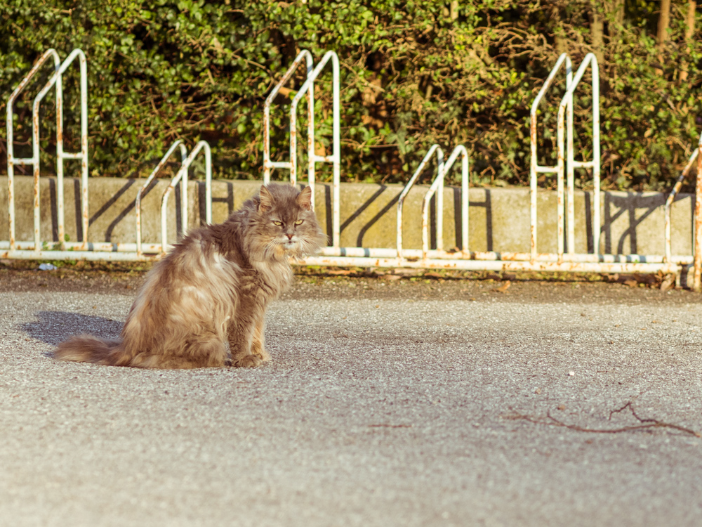 Cat Looking Fabulous