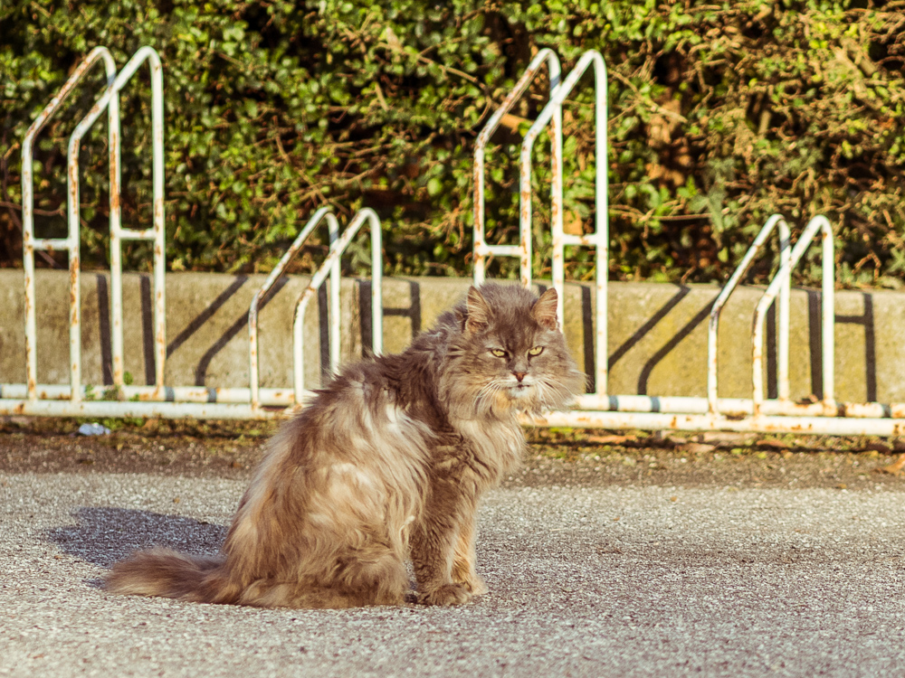 Cat Looking Fabulous