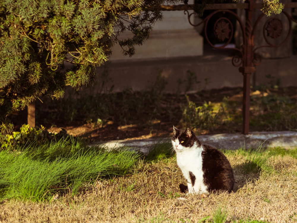 Black and White Cat in the Sun