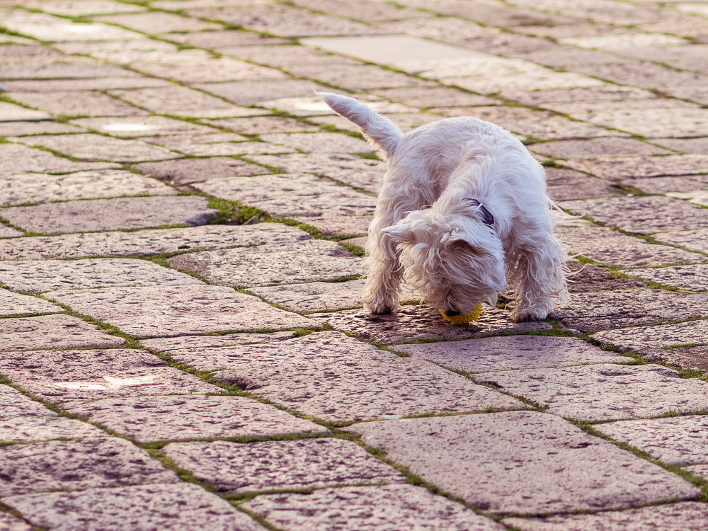 White Dog and Flagstones