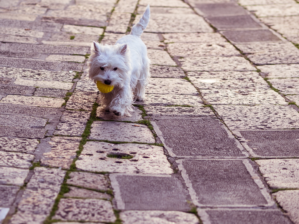 Tiny White Dog, Venice