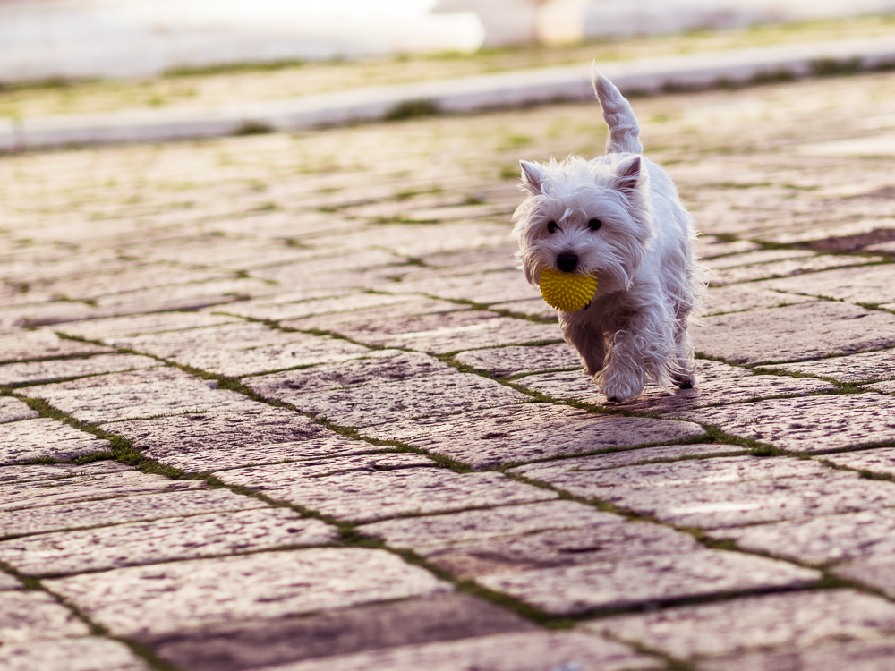 White Terrier with Yellow Ball