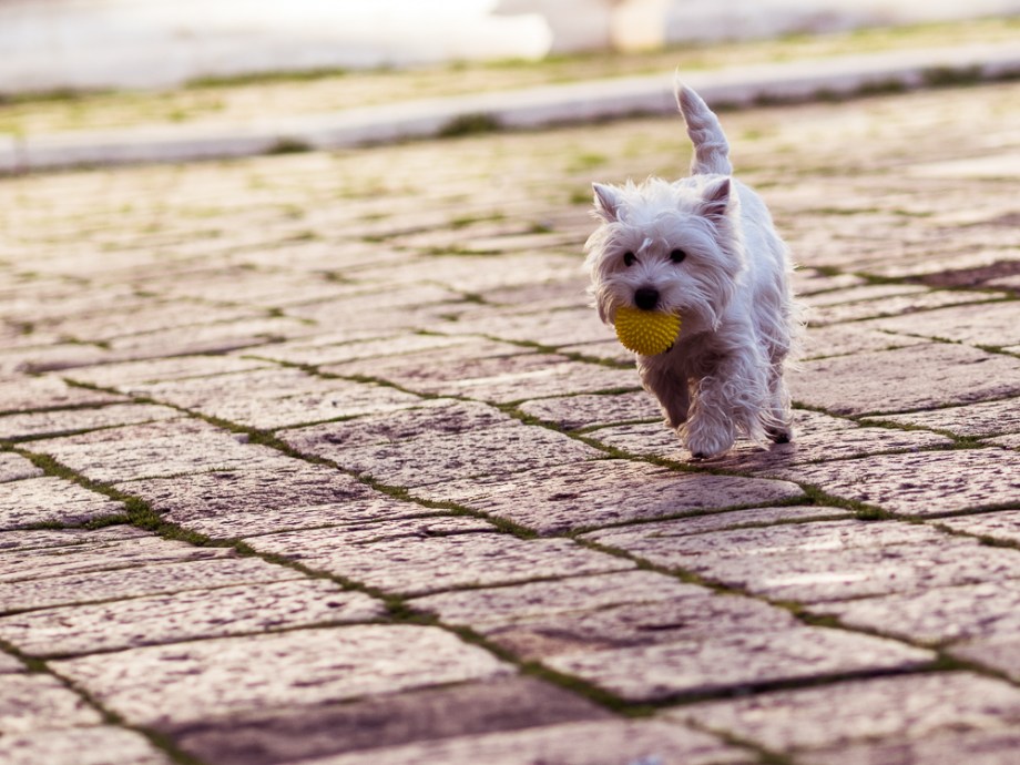 White Terrier with Yellow Ball