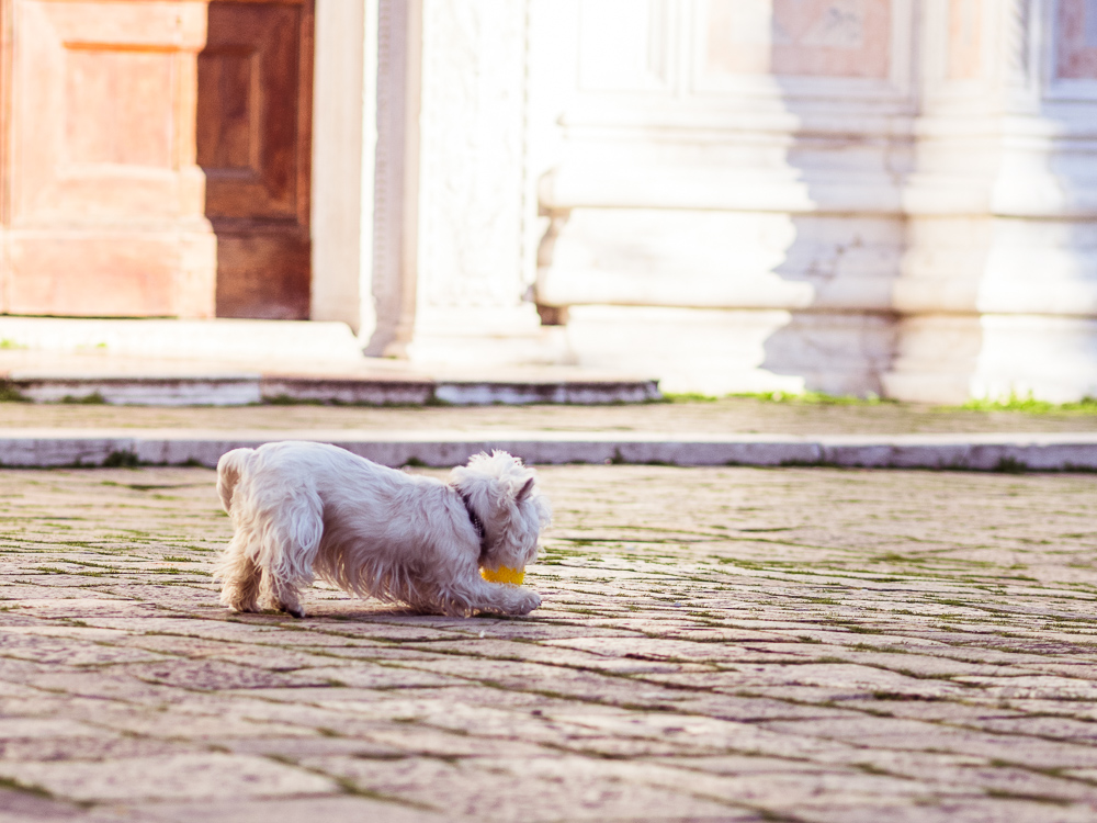 Tiny White Dog Plays Fetch