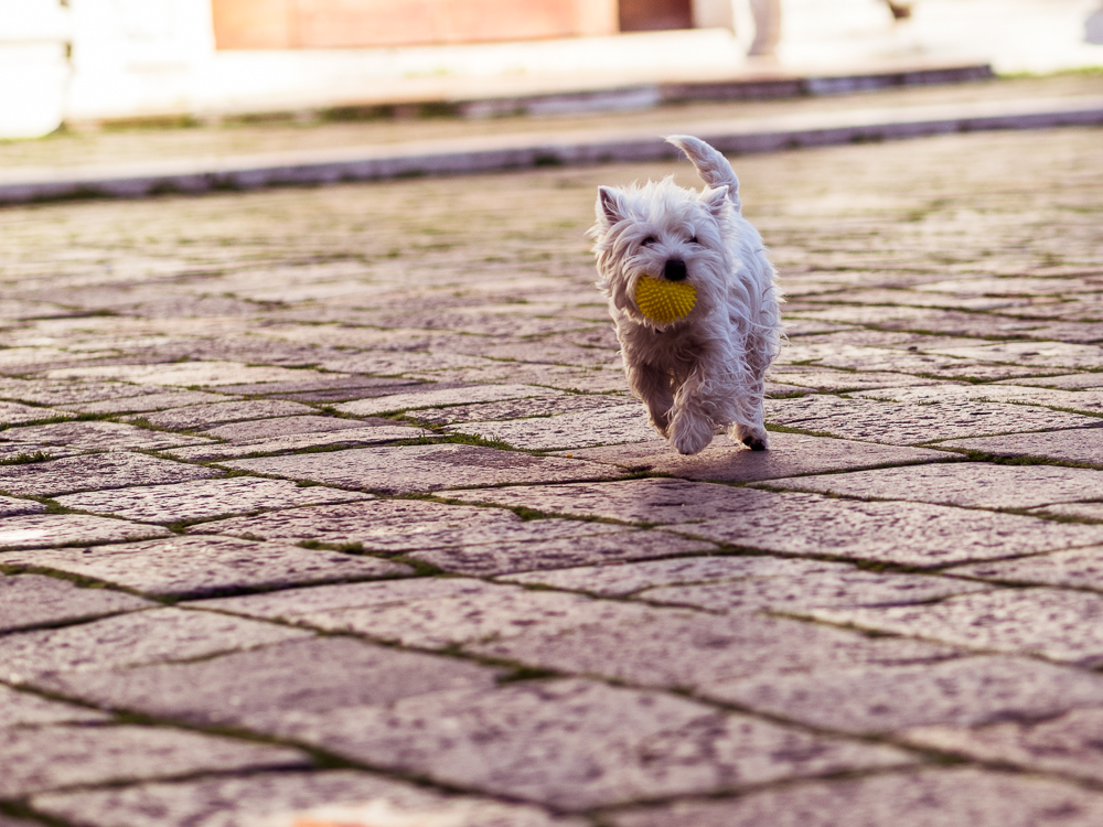 Happy Small White Dog with Ball