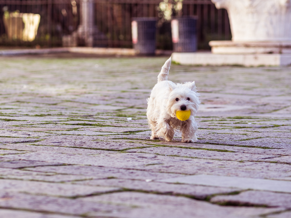 White Terrier in Campo San Zaccaria