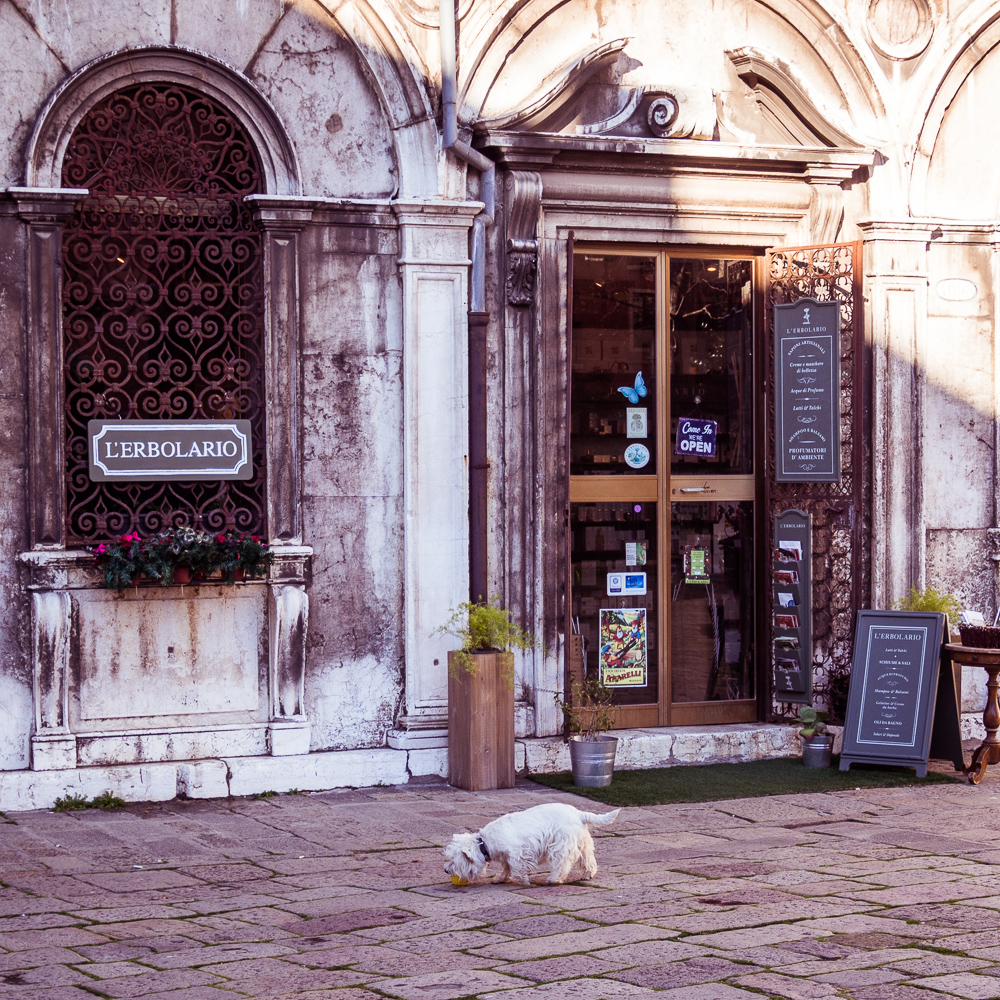 Tiny White Dog in Venice, Italy