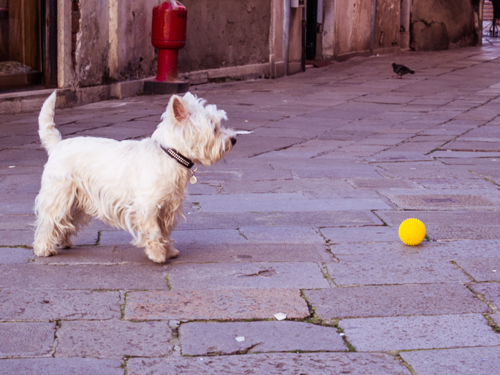 White Terrier and Yellow Ball