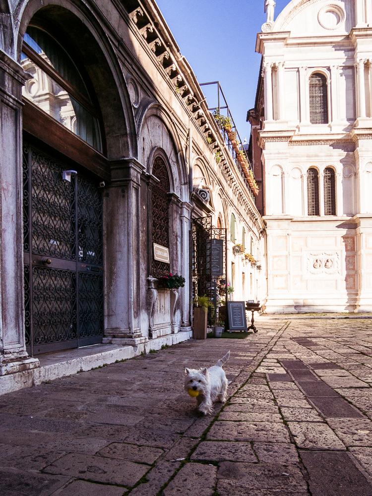 White Terrier Venice, Italy