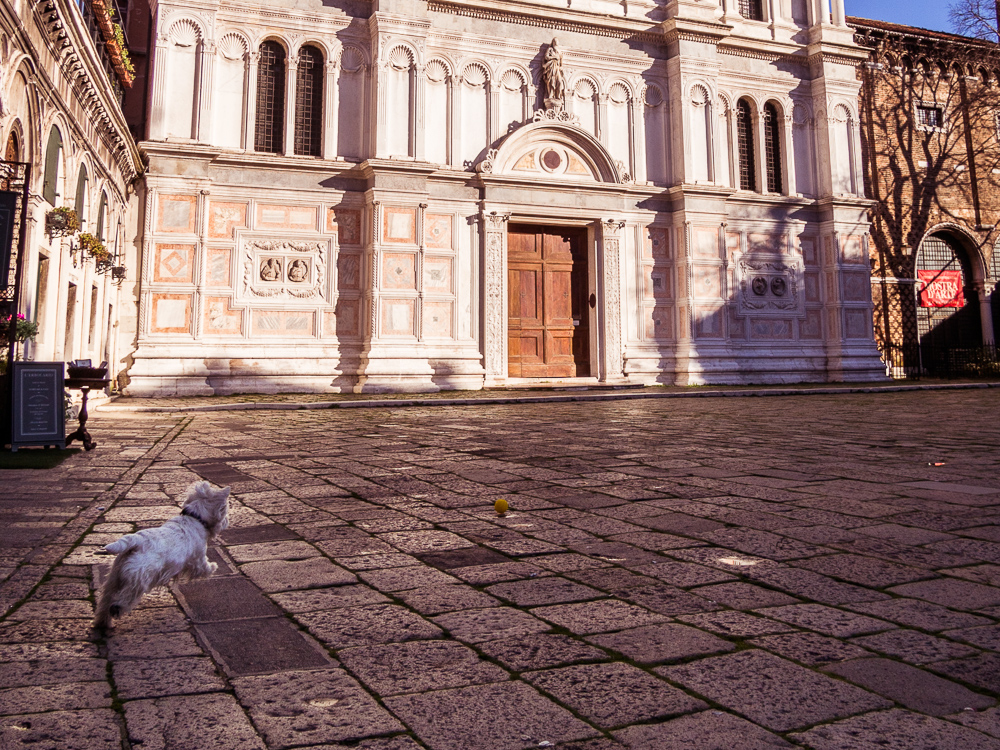 White Dog in Front of San Zaccaria