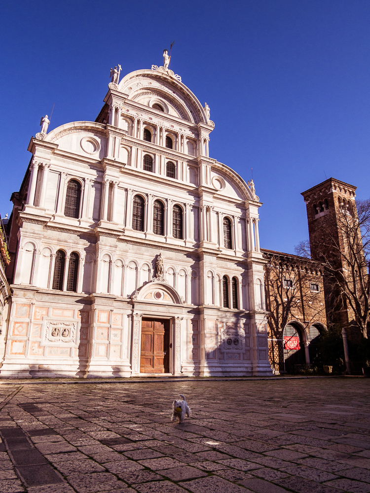 Tiny White Dog in Front of San Zaccaria