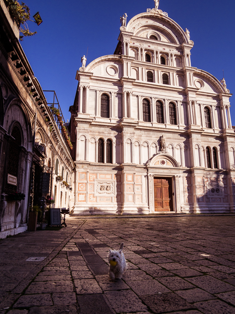 White Dog Playing Fetch at San Zaccaria