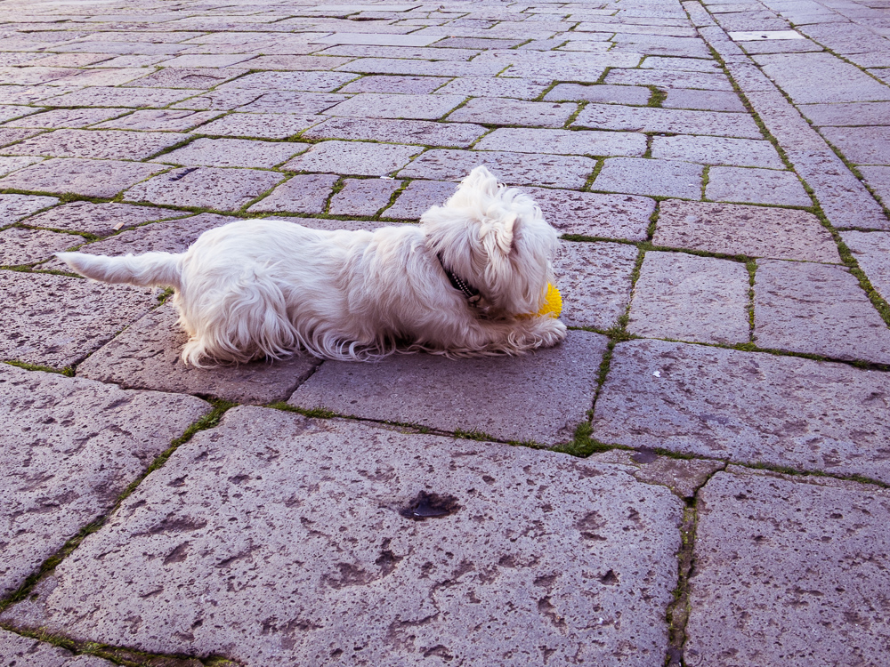 Small White Dog with Ball