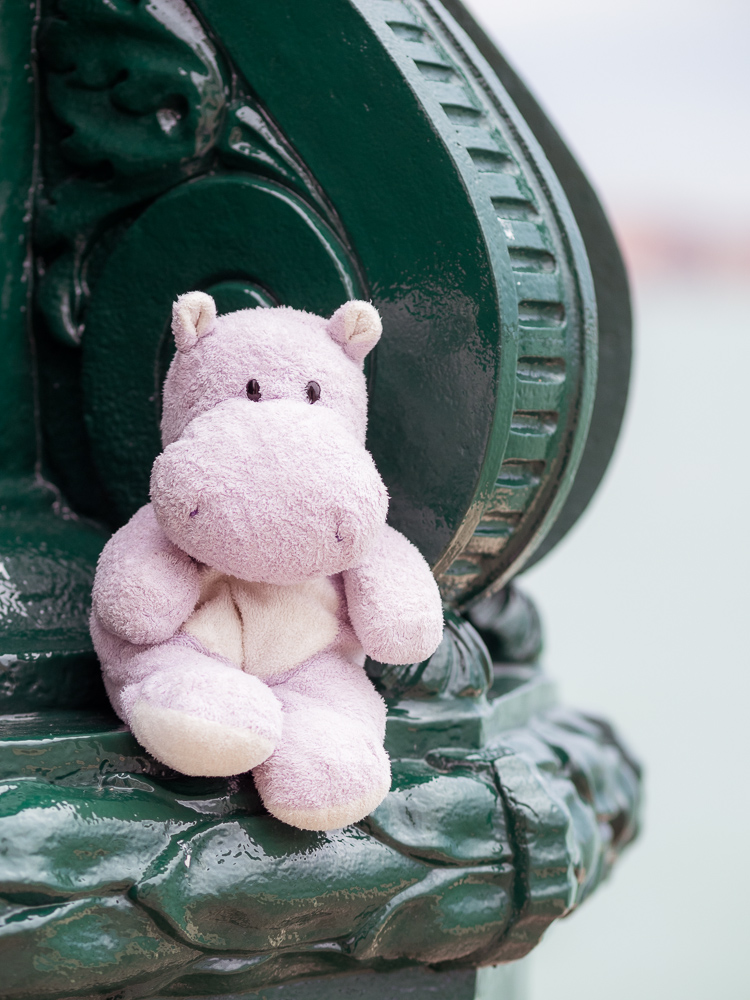 Tiny Hippo in Venice