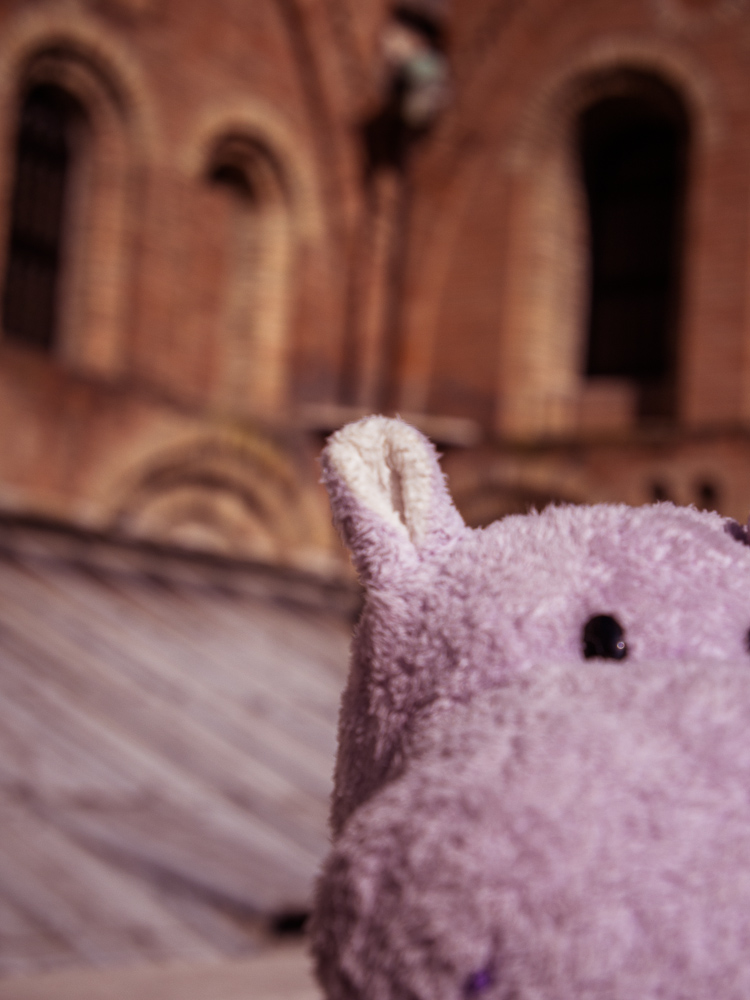 Tiny Hippo Takes a Selfie