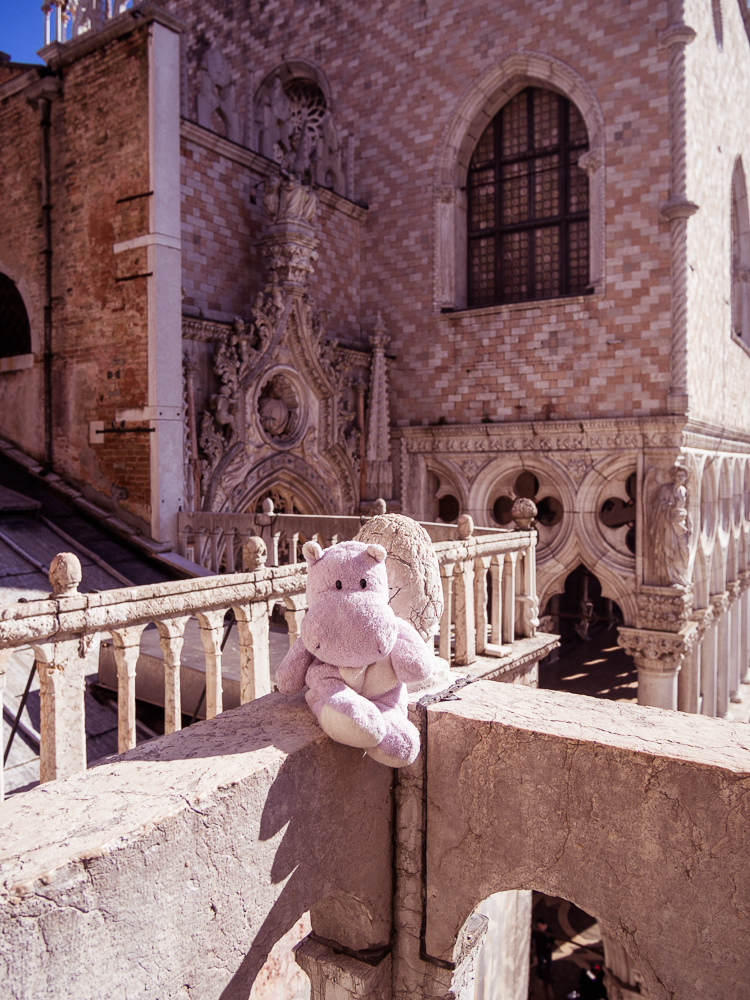 Tiny Hippo in Venice
